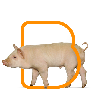 Bioter Cerdos Recría