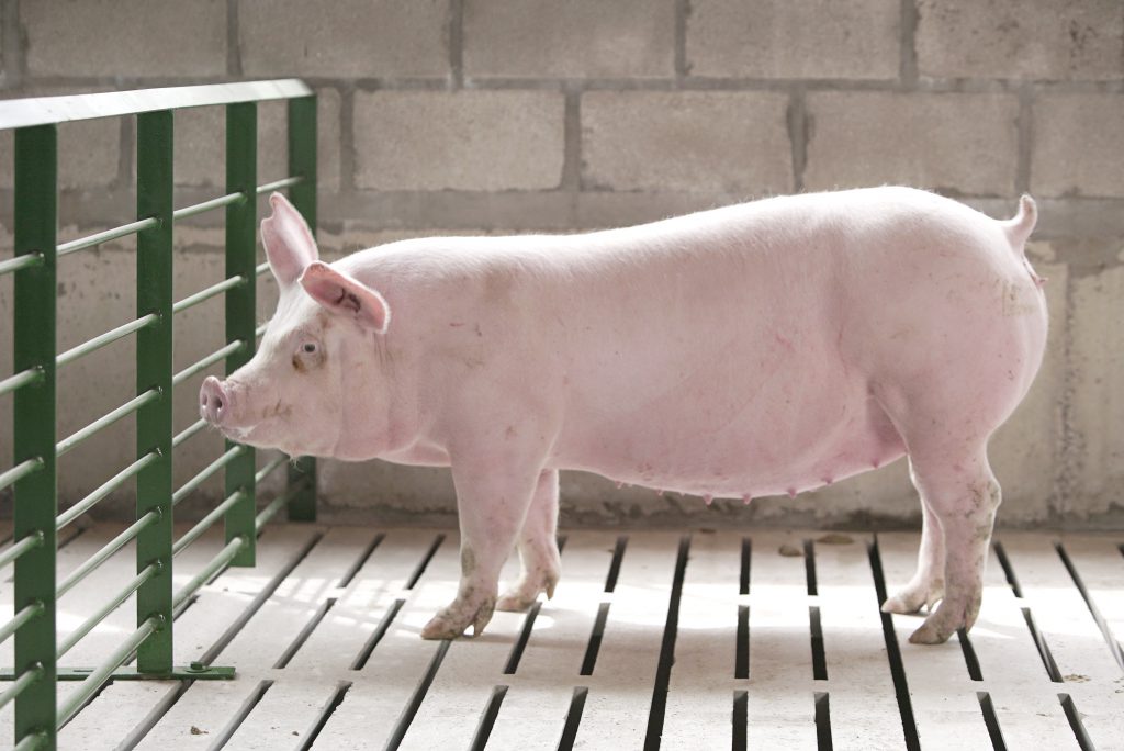 Por MSc. Santiago Capalbo, Director Técnico Bioter S.A.
La producción porcina moderna enfrenta el desafío de sostener el potencial genético de las cerdas en un contexto de creciente estrés térmico, donde la nutrición se posiciona como una herramienta clave para modular la respuesta fisiológica del animal.