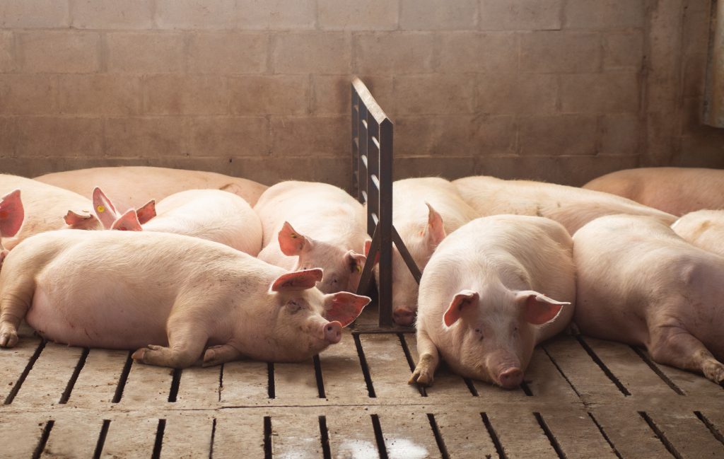 Equipo Técnico - BIOTER
En sistemas de alta productividad, la nutrición se posiciona como una herramienta clave para acompañar uno de los momentos más exigentes del ciclo reproductivo.