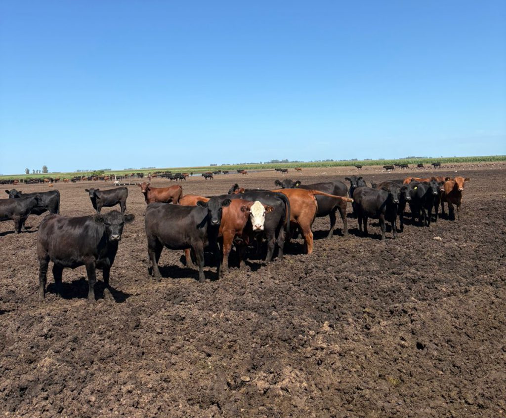 MV Tomás Vedoya
MV Ayelén Chiarle
Los primeros días en el feedlot representan una transición desafiante para los terneros, donde el manejo adecuado y la alimentación gradual son claves para asegurar una adaptación exitosa.
