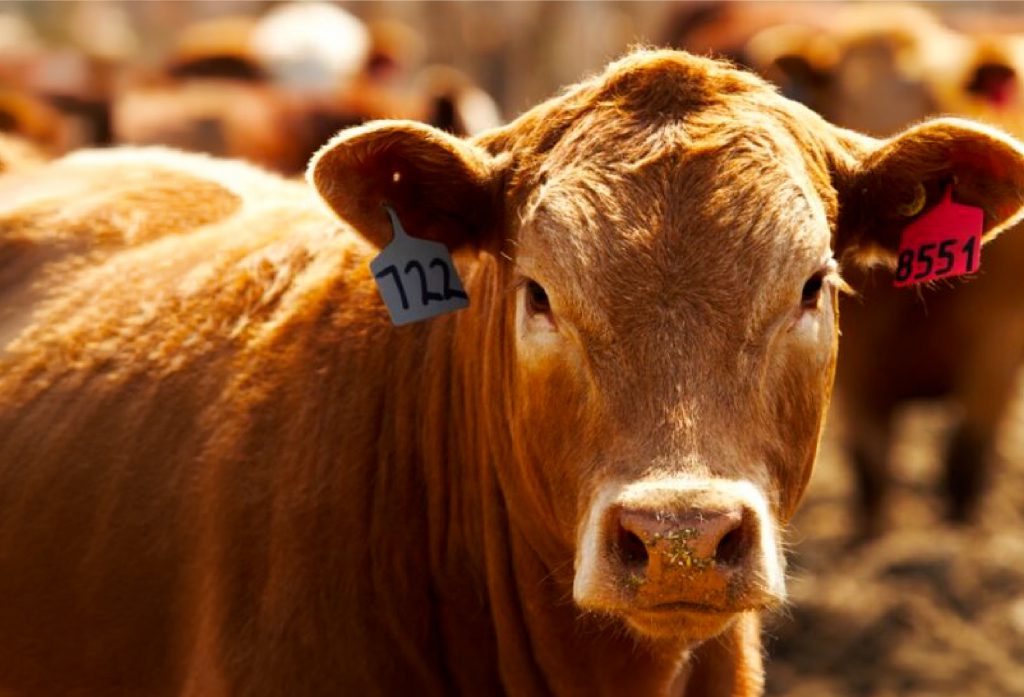 Las consecuencias del estrés térmico en bovinos son principalmente alteraciones en la performance con menor consumo de materia seca, deterioro en la producción y pérdida de la eficiencia productiva, acompañado con impactos en el bienestar animal y en el sistema inmune y, en algunos casos, con la muerte de los animales.