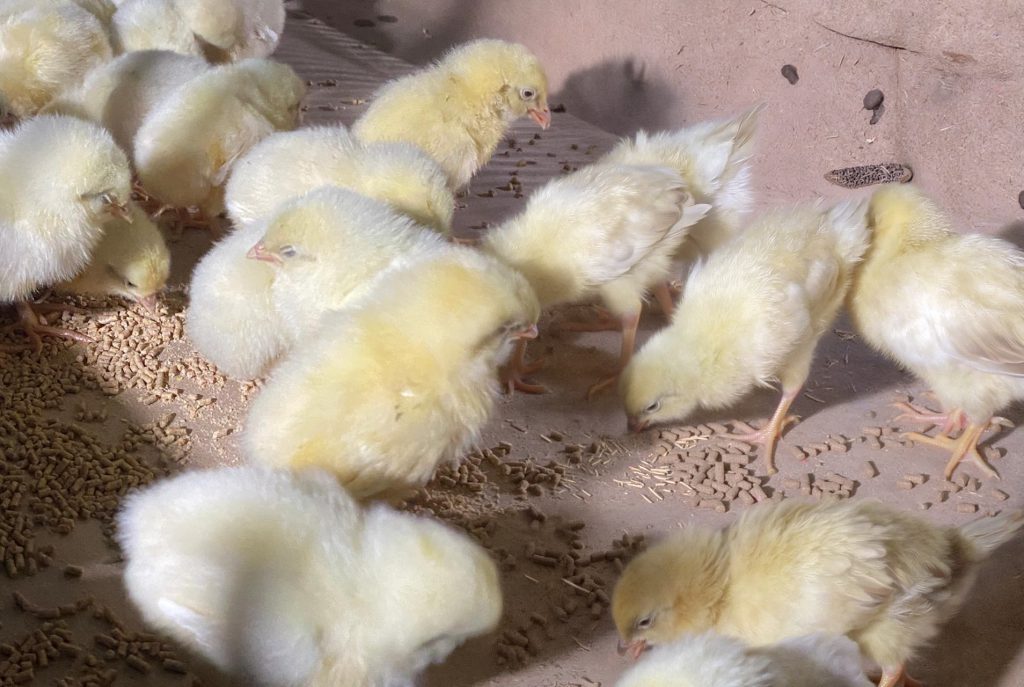 Por MV Milton Manarin, Técnico Comercial Aves Bioter S.A.
El futuro productivo de una ponedora comienza a construirse en los primeros días de vida, cuando la nutrición cumple un rol clave en el desarrollo digestivo y el crecimiento inicial.