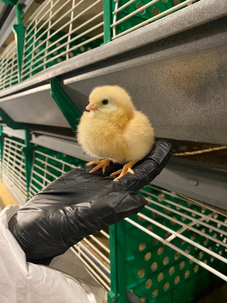 Por MV Milton Manarin, Técnico Comercial Aves Bioter S.A.
Los primeros días de vida de las pollitas ponedoras son determinantes. Un buen manejo en la recepción define su desarrollo, uniformidad y el potencial productivo del lote.