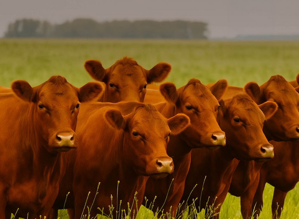 Por: Ayelén Chiarle y Tomás Vedoya
Una herramienta clave para mejorar digestión, sostener la lactancia y acompañar la gestación temprana.