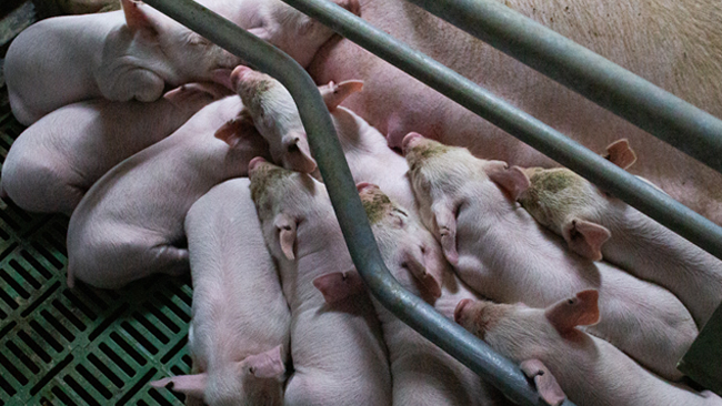 Claves para mitigar su impacto y sostener la eficiencia reproductiva.