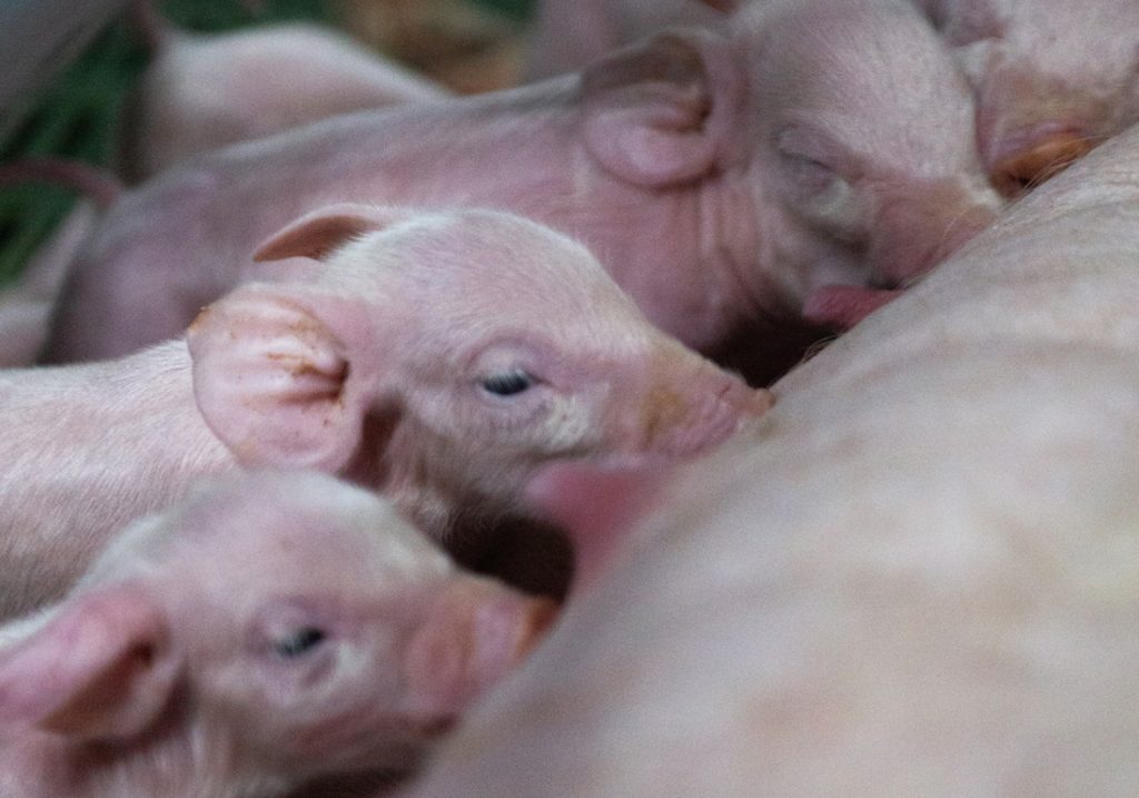 Las cerdas hiperprolíficas han cambiado las reglas de la producción. Durante la lactancia, las exigencias metabólicas alcanzan su punto máximo y plantean nuevos desafíos para su manejo.
Conocé cuáles son los factores clave para gestionar esta etapa crítica y maximizar el desempeño y la longevidad de las hembras.