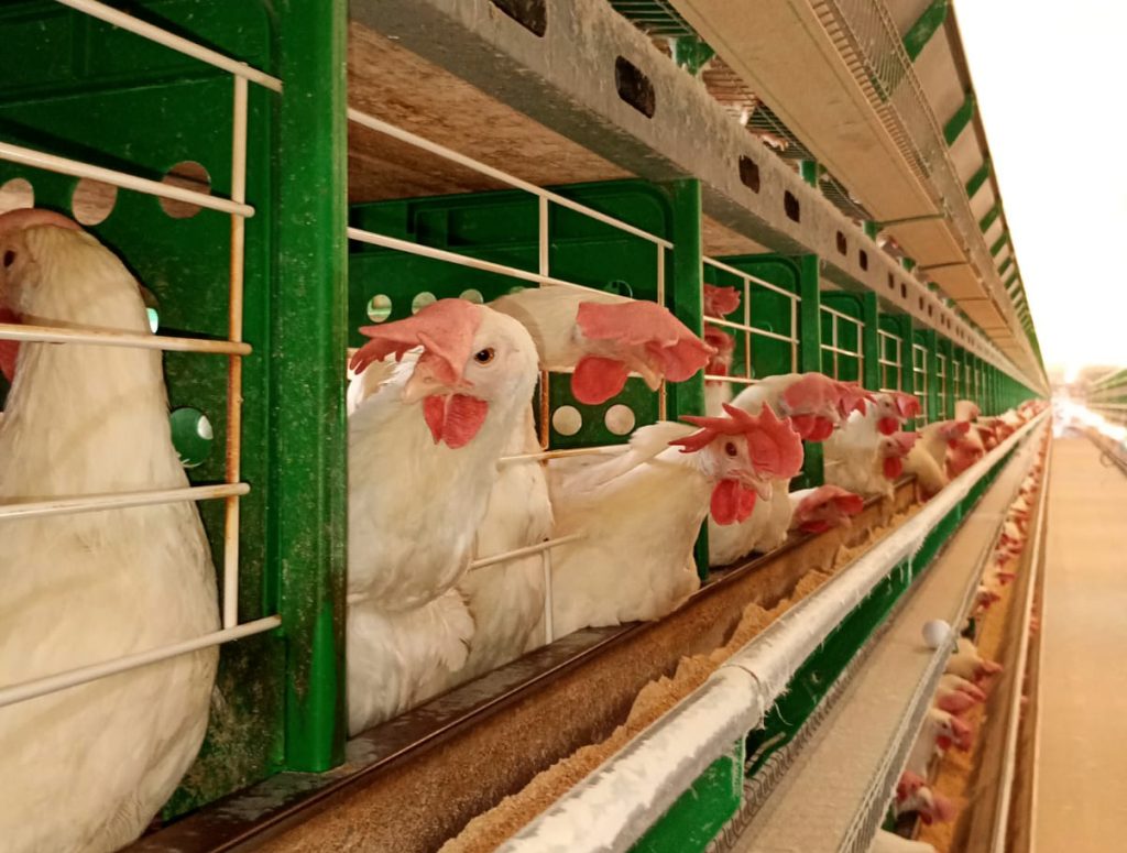 Más huevos y durante más tiempo: el potencial de las gallinas actuales exige una mirada nutricional más integral.
¿Qué factores debemos integrar para acompañar a las aves durante todo su ciclo productivo?